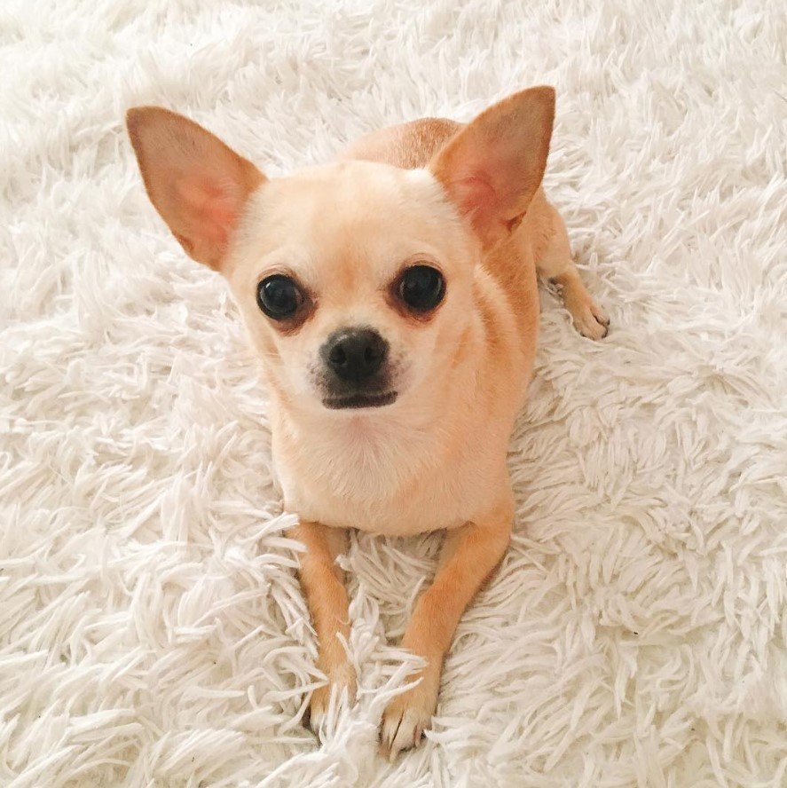 chihuahua-dog-2-1.jpg