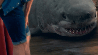 shark-gif.gif