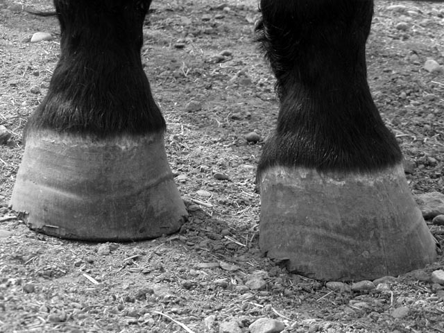 hooves.jpg
