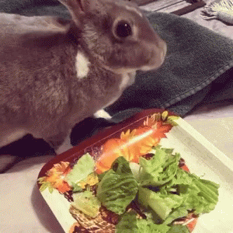salad-lunch.gif