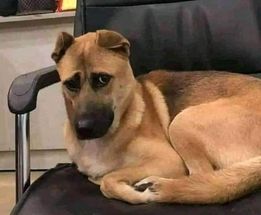 dog.jpg