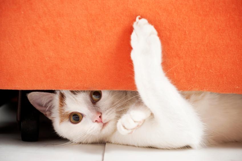89943-849x565-cat-slide-9.jpg