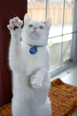 Bogdan+paw.JPG