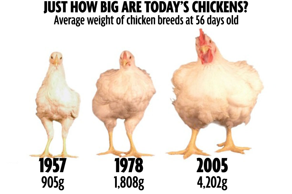 chickens.jpg