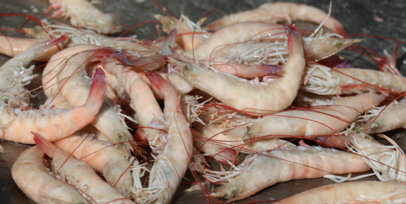 PinkShrimp2-1024x514.png.medium.800x800.png