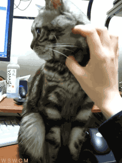 tumblr_mhriyzVbeA1s06sx6o1_250.gif
