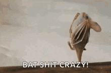 batty-bat.gif