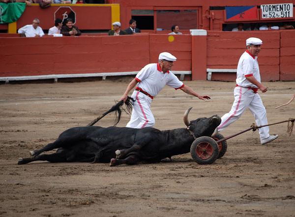 hauling-out-dead-bull-by-jorge-vera.jpg