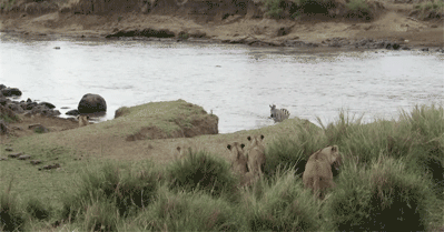 tumblr_n1mro68aiE1r3gb3zo1_400.gif