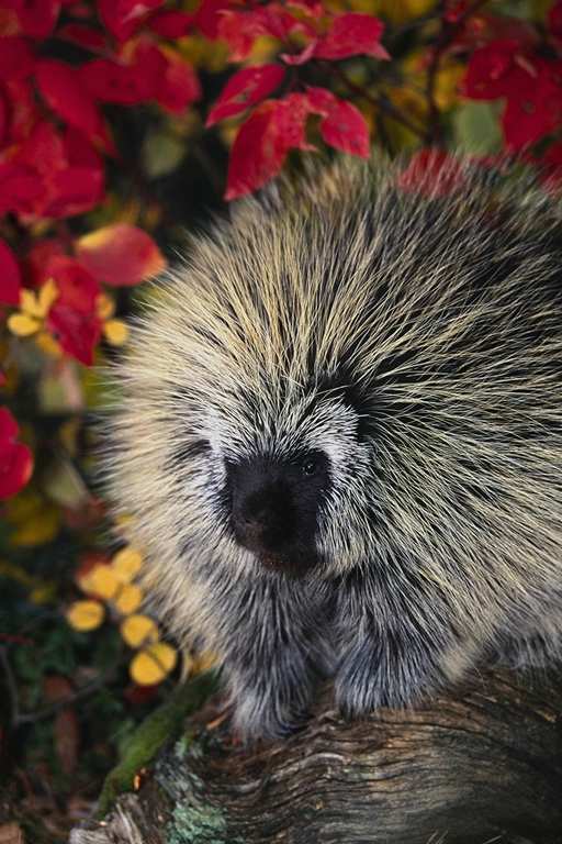 porcupine-pic.jpg