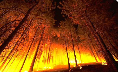 forest-fire-usda_120200_1.jpg