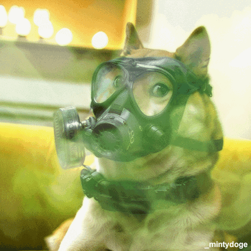 doge-dogecoin.gif