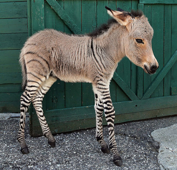 ippo-the-zonkey-2.jpg
