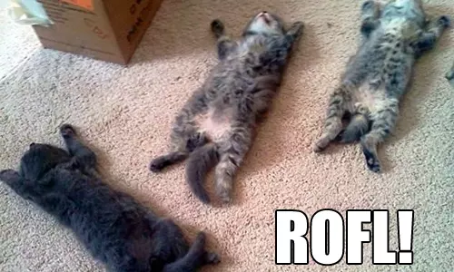rofl-500x300.png