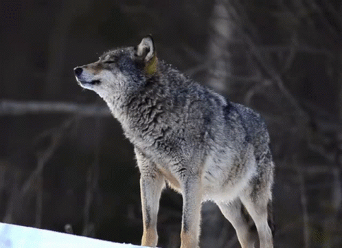 2ceaeb645f5a05403c7e47f1d635791c.gif