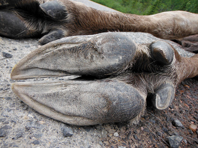 moose-habitat-5.jpg
