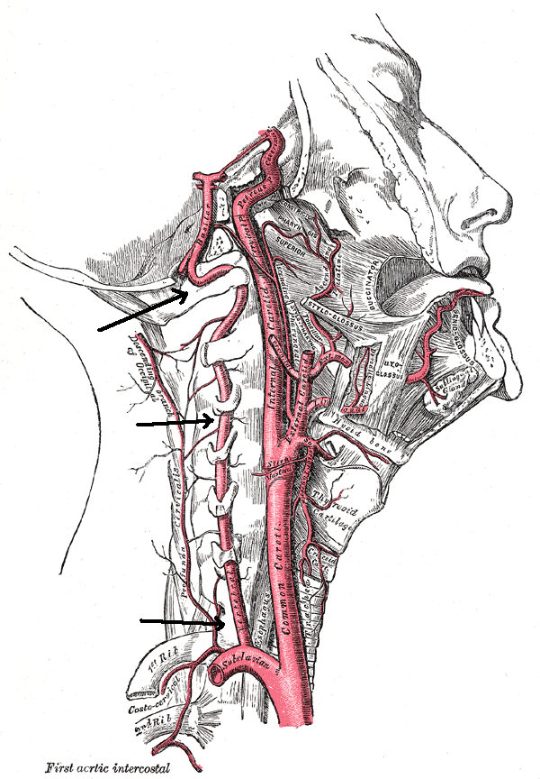 Vertebral_artery.png
