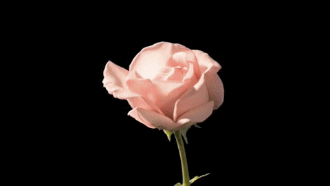tumblr_mzrhjaPOhf1r4ueyro1_500.gif