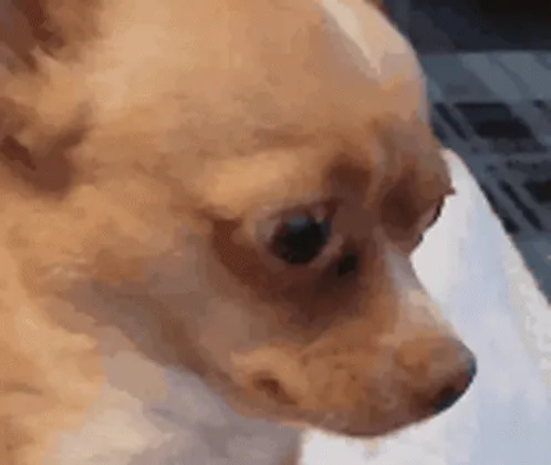 scared-dog-looking-around-tbpikykppx6gzvud.webp