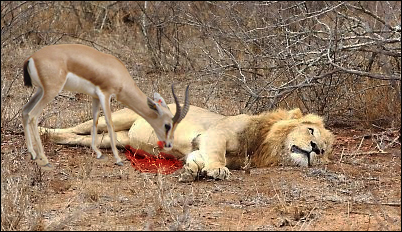 gazelle_eating_lion_by_giancoli-d80r5vy.jpg