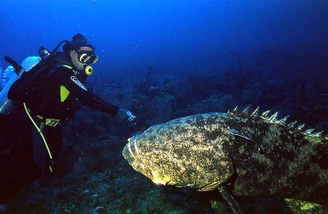 man-sized-goliath-grouper1.jpg