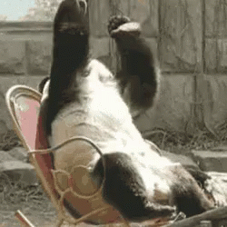 panda-facepalm.gif