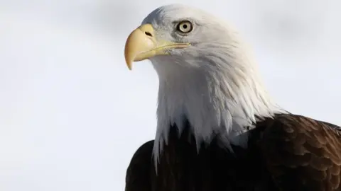 Getty Images A bald eagle at Beaver Creek Resort, Colorado  on 07 December, 2024 
