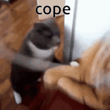 cope-cat.gif
