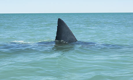 Fin-of-great-white-shark-001.jpg
