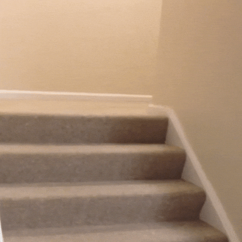 giphy.gif