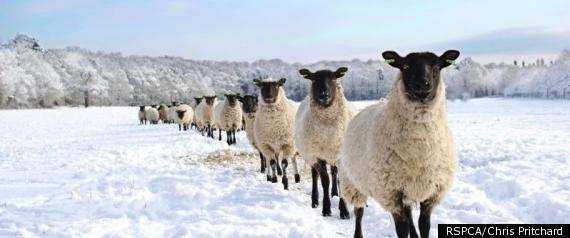 r-LINE-OF-SHEEP-large570.jpg