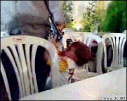 tumblr_mqkorg6pcQ1r80nfco1_250.gif