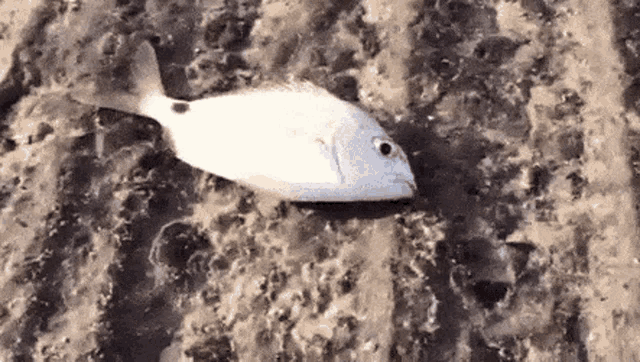 dead-fish.gif