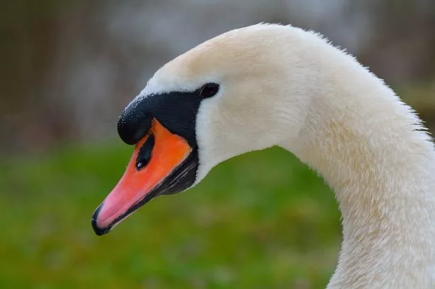A-mute-Swan-2200832.jpg