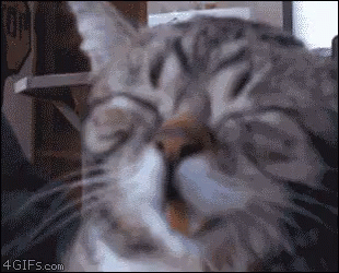 6b564a83f93fcbfae2c25668707e3fc1.gif