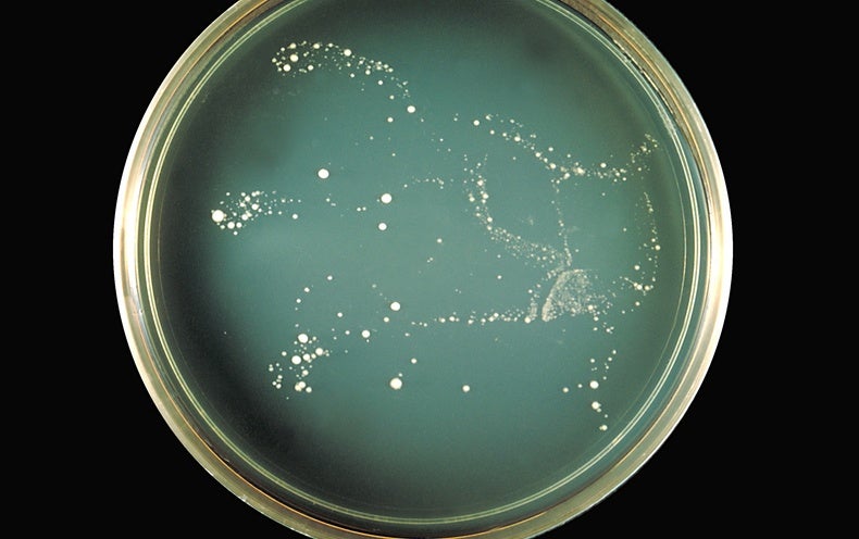 www.scientificamerican.com
