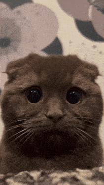 sahnap-cat.gif