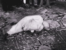 three-stooges-curly.gif