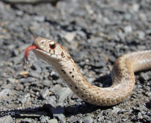 Brown%20Snake%20tongue%20Bell.jpg