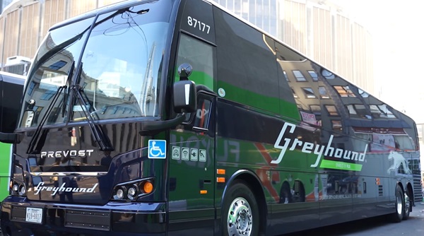 greyhound1.jpg