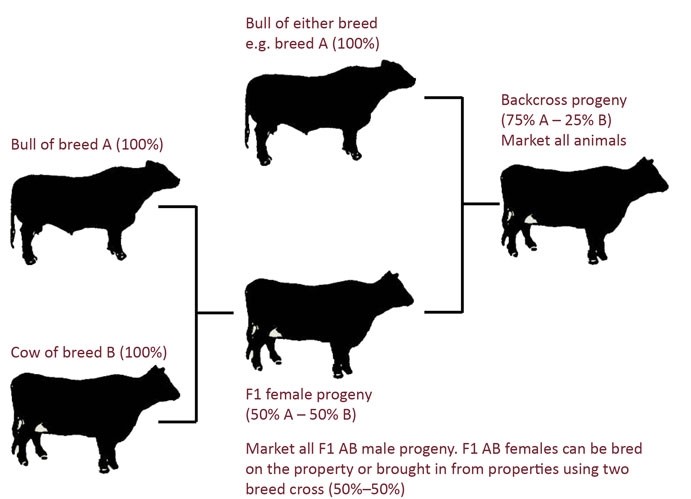 Figure-2.-The-backcross-is-obtained-where-all-the-females-from-a-two-breed-cross-are-mated-to-a-purebred-bull-of-either-of-the-orginal-breeds.-All-the-backcross-progeny-are-marketed..jpg