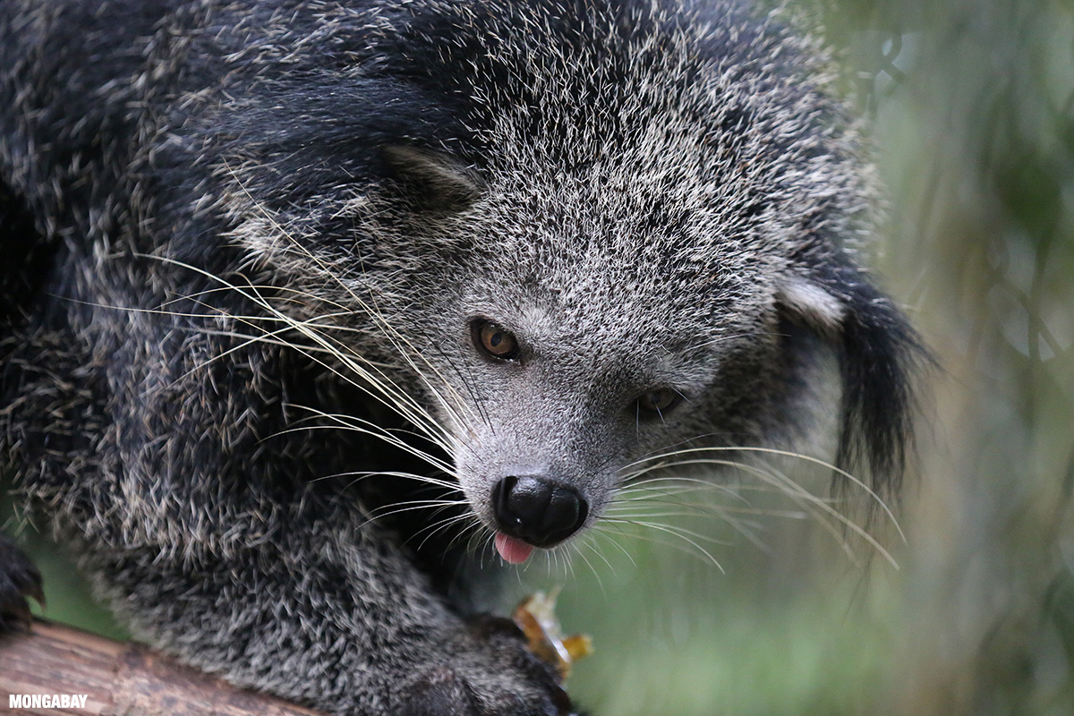 news.mongabay.com
