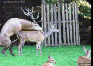 ME155DCJ_t.gif