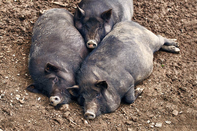 fat-pigs-relaxing-farm-lazy-94332644.jpg
