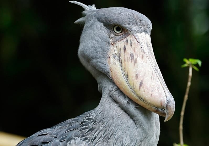 birds-with-long-beaks-6.jpg
