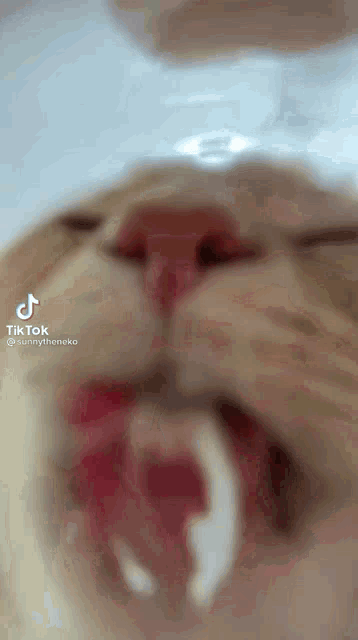 tenor.gif