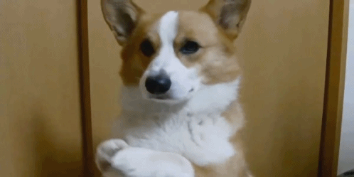 tumblr_oke4ed1SuQ1v4nzkvo1_500.gif