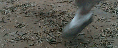 tumblr_nrupxuMN5L1r0ndmlo1_500.gif