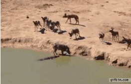 tumblr_n9k0oniMHM1r6jnjdo1_400.gif
