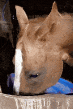 horse-horse-reaction.gif